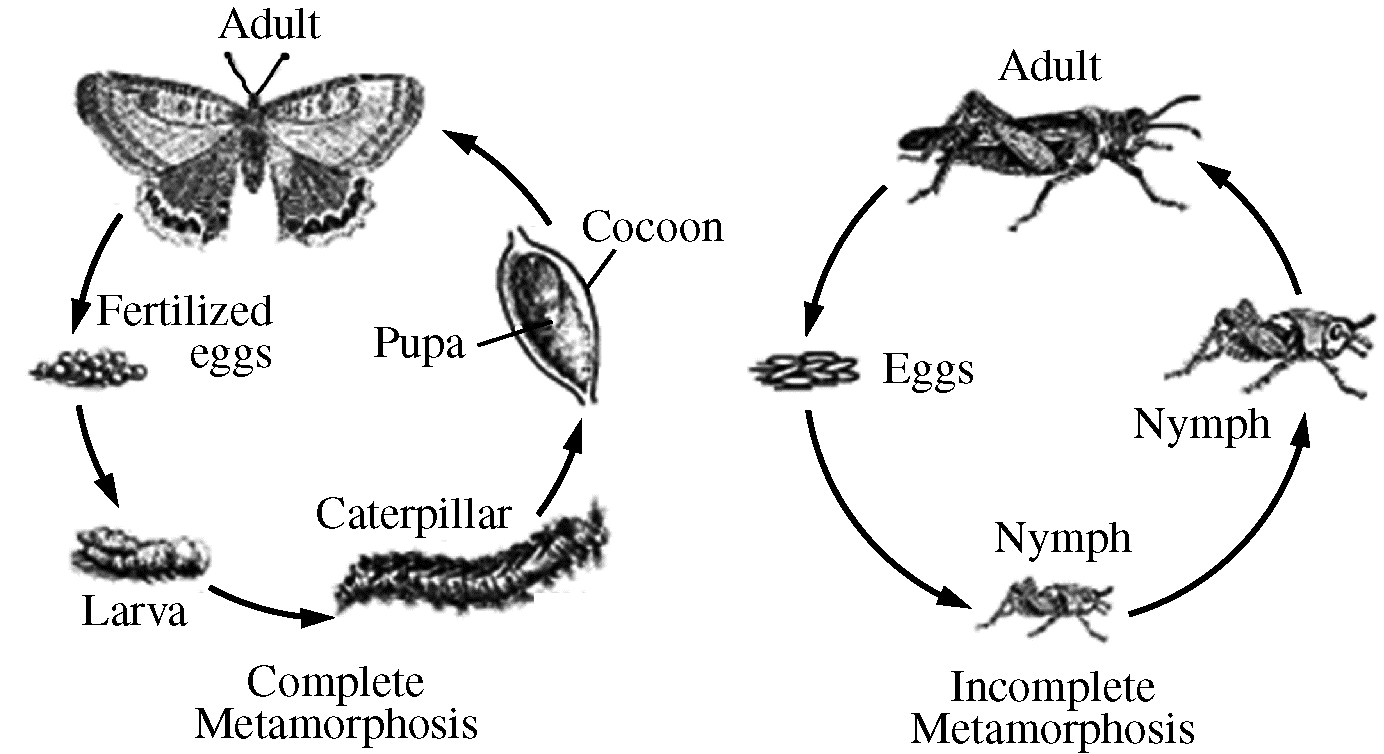 metamorphosis